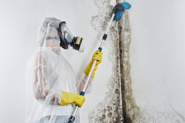 Best Flood restoration services  in USA